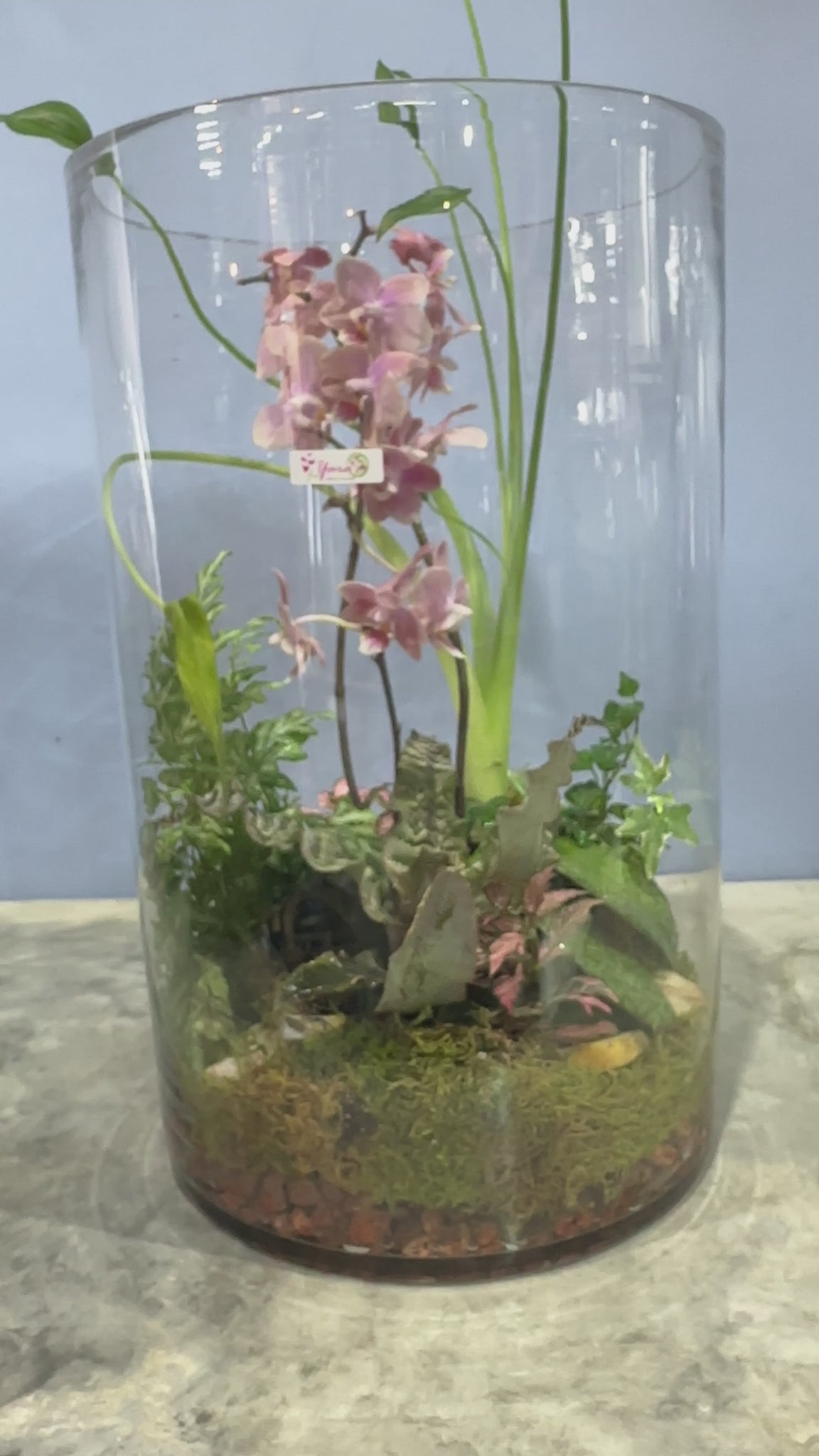 Orchid Terrariums - How Did You Make This?