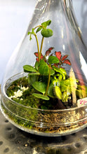 Load image into Gallery viewer, Mini Plant Mix Cone Glass Terrarium
