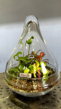 Load image into Gallery viewer, Mini Plant Mix Cone Glass Terrarium
