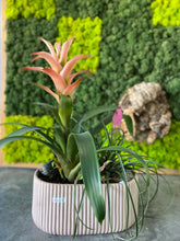 Load image into Gallery viewer, Bromeliad Plant Mix (Light Brown Ceramic)
