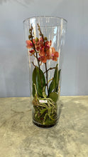 Load image into Gallery viewer, Cylinder Orchid Moss Terrarium
