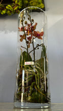 Load image into Gallery viewer, Cylinder Orchid Moss Terrarium

